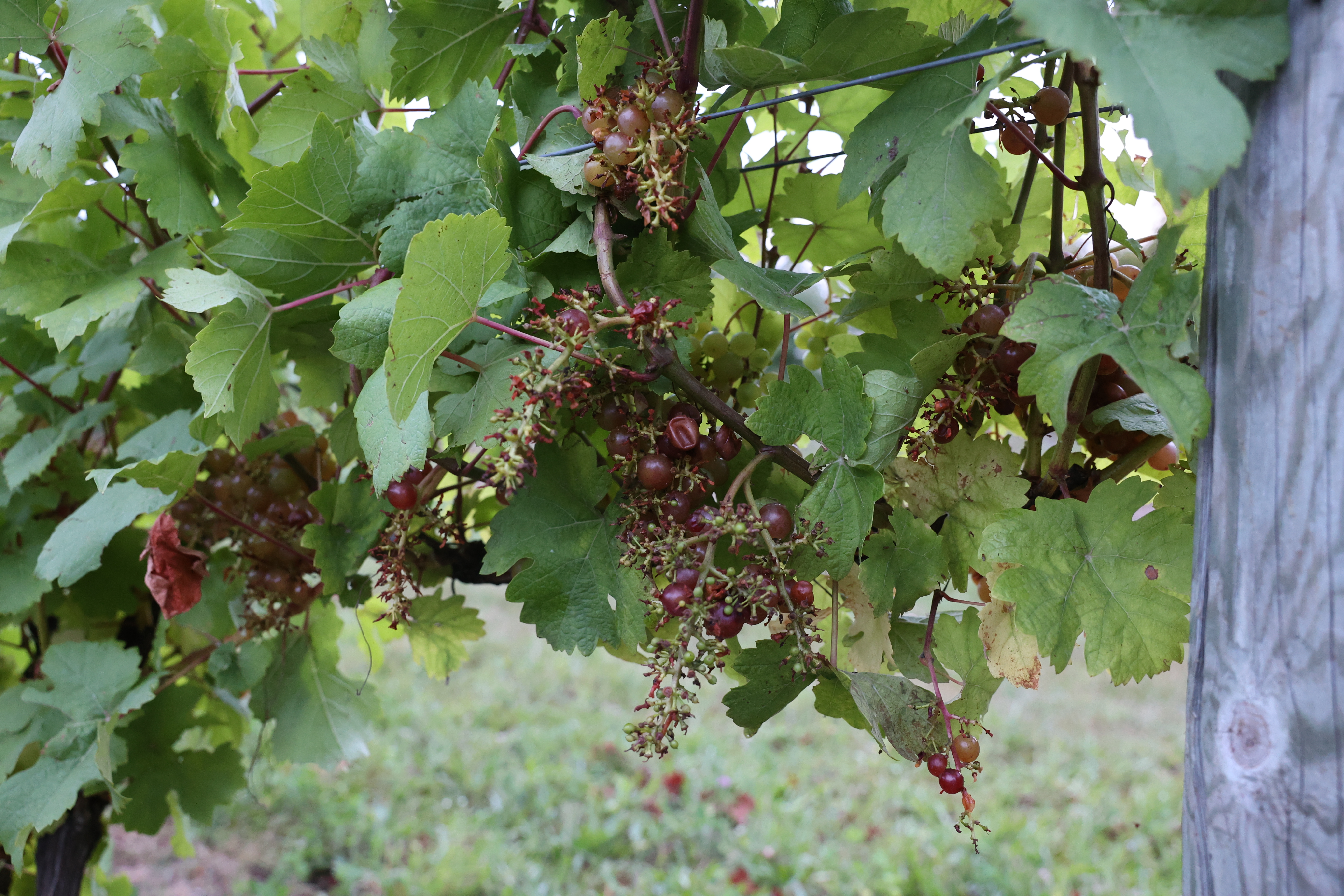 A cluster of grapes that had been eaten by birds.